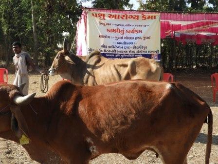 Cattle Health Camps at Khadakwada & Diyavat villages (CU), with support of Veterinary Doctors (AAU)